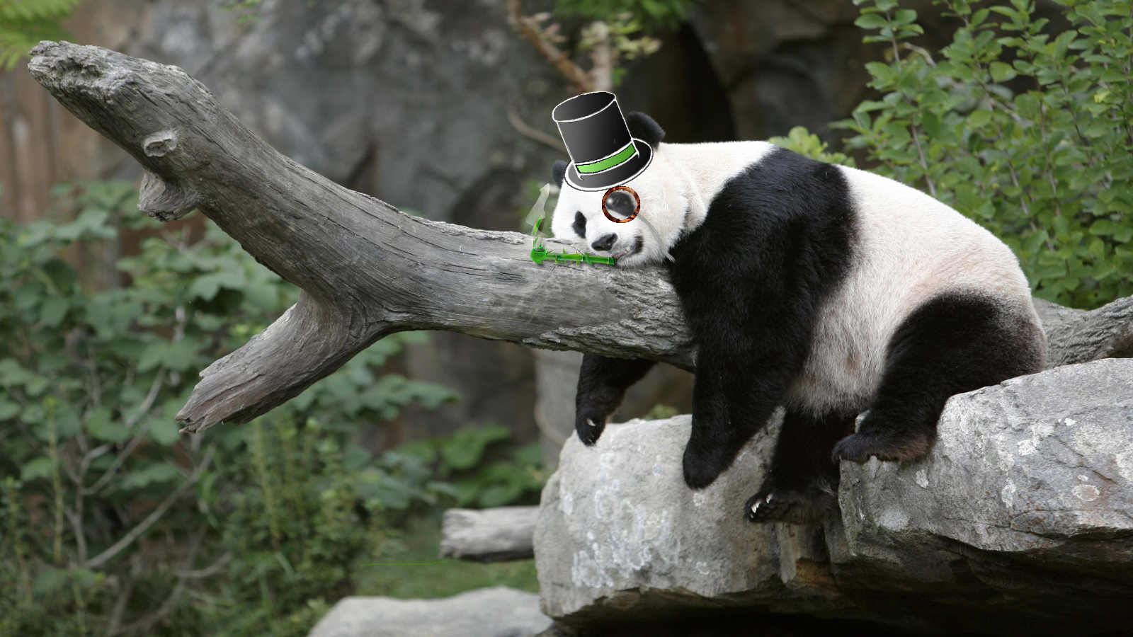 sleepy_gentleman_panda